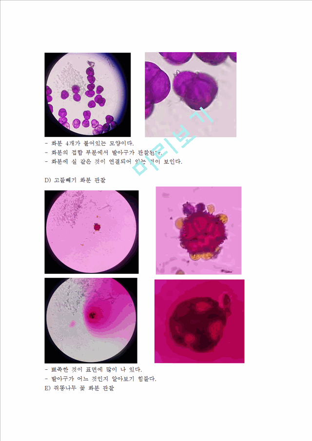 [의학,약학] 식물분류학 실험 - 식물의 화분 현미경 관찰   (3 )